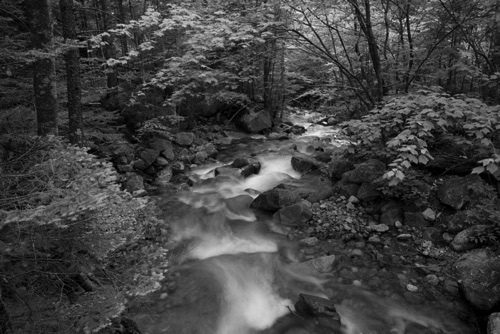 Dry Brook, White Mountain National Forest, New Hampshire BW (3934 SA).jpg